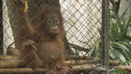 Het Klokhuis | Orang-Oetan opvangcentrum